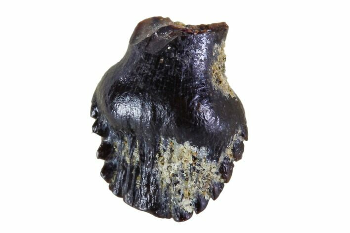 Fossil Ankylosaur Tooth - Montana #108152